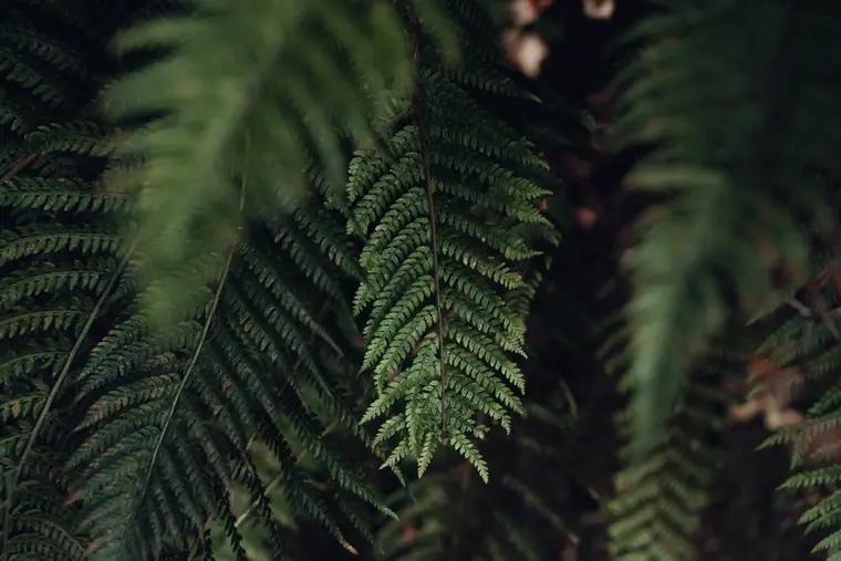 Les fougères de la forêt